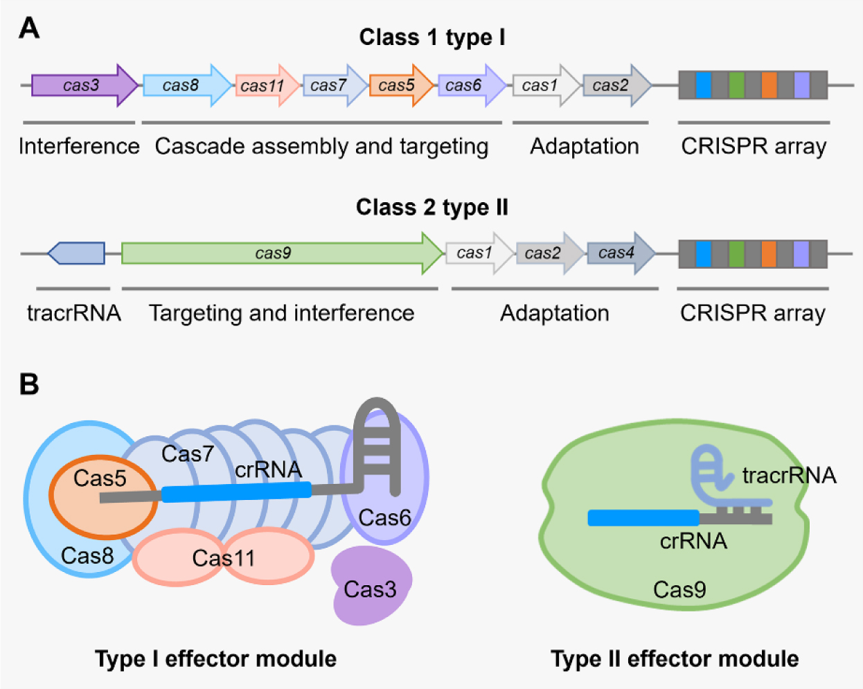 Type I CRISPR-Cas-mediated microbial gene editing and regulation