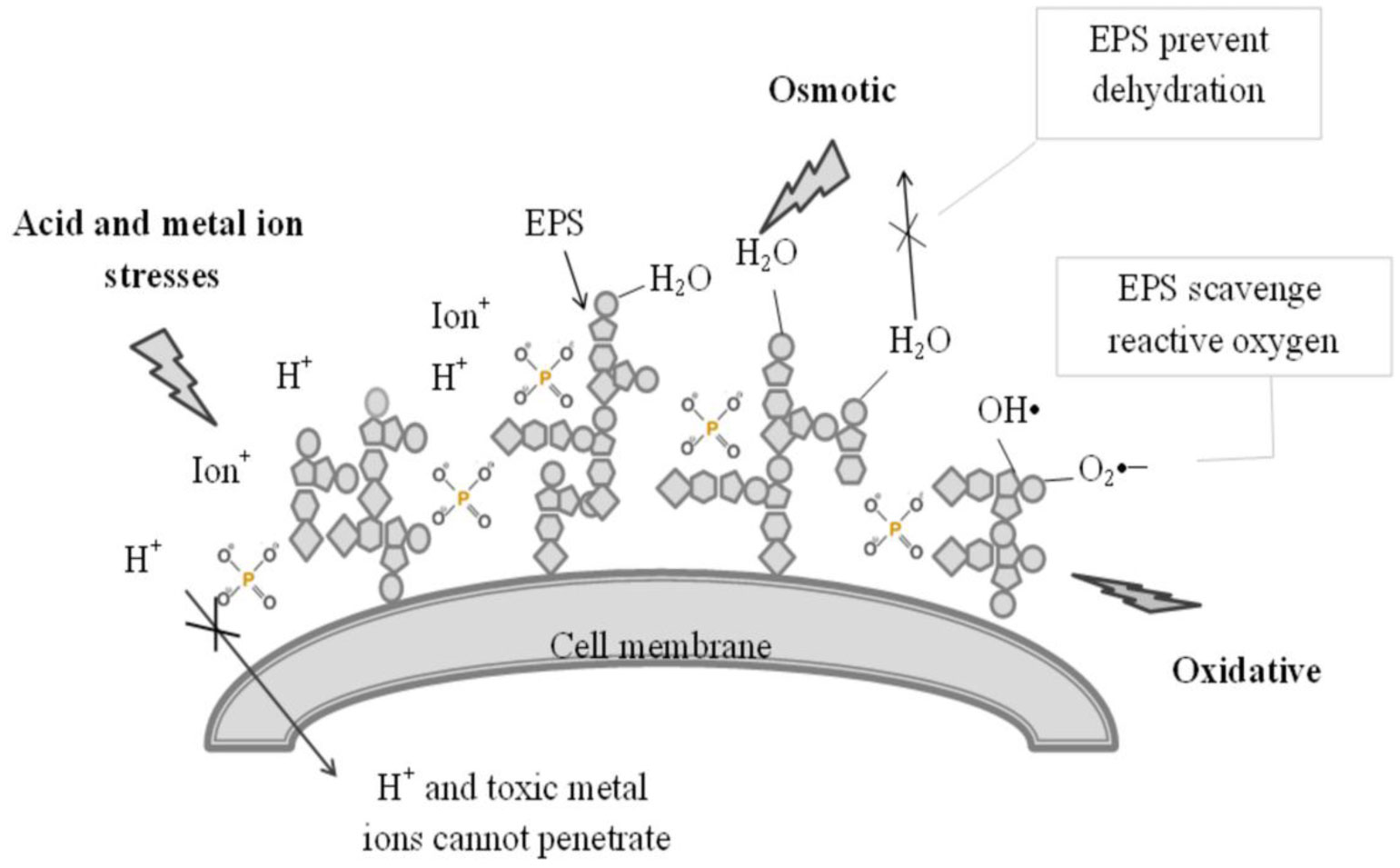 Exopolysaccharide Production By Lactic Acid Bacteria The Manipulation Of Environmental Stresses For Industrial Applications