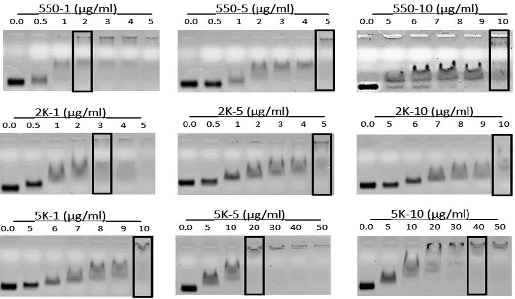 Open Access Journals - gel electrophoresis images of peg pei run on a 1 agarose gel sirna at 72 nm was allowed to complex for 30 minutes with varying concentrations